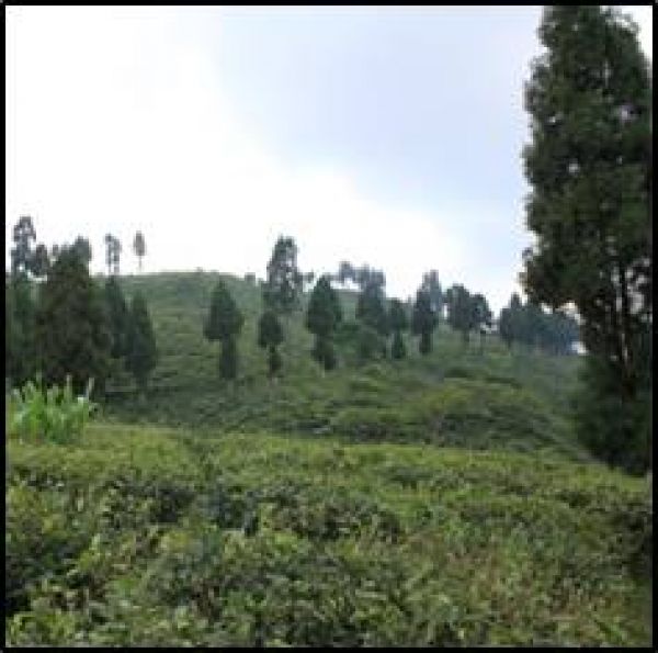 Darjeeling FTGFOP1 First Flush Namring Premium (upper)