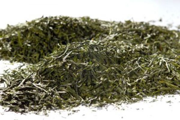 Japan Gyokuru Bio grüner Tee