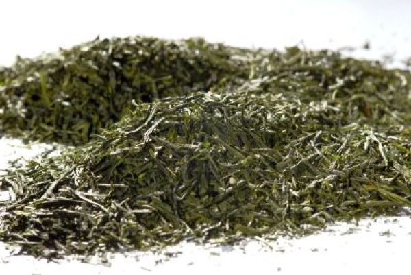Japan Gyokuru Bio grüner Tee